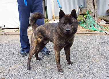 甲斐犬の父親犬