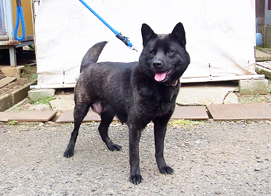 甲斐犬の母親犬