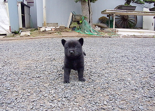 ブリーダー直接販売の甲斐犬の子犬