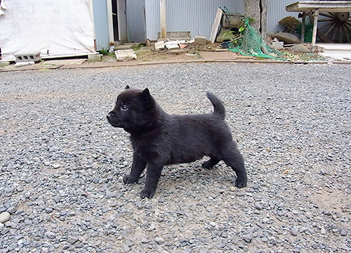 ブリーダー直接販売の甲斐犬の子犬