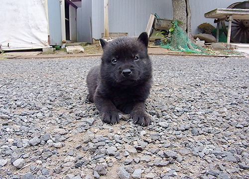 ブリーダー直接販売の甲斐犬の子犬