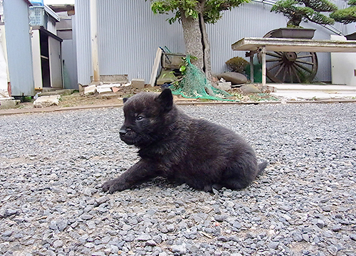 ブリーダー直接販売の甲斐犬の子犬