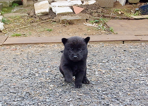 ブリーダー直接販売の甲斐犬の子犬