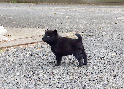 ブリーダー直接販売の甲斐犬の子犬