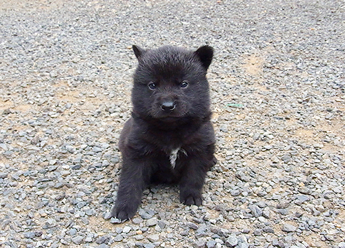 ブリーダー直接販売の甲斐犬の子犬