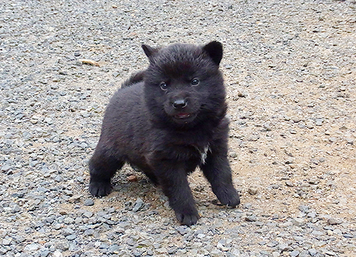 ブリーダー直接販売の甲斐犬の子犬