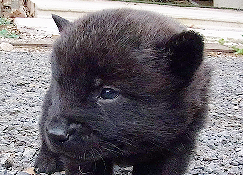 ブリーダー直接販売の甲斐犬の子犬