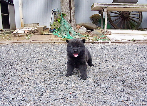 ブリーダー直接販売の甲斐犬の子犬