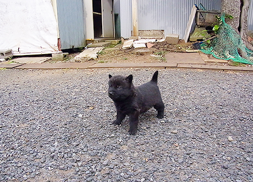 ブリーダー直接販売の甲斐犬の子犬