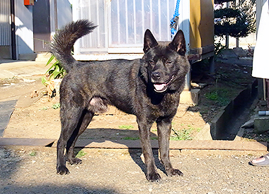 甲斐犬の父親犬