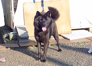 甲斐犬の母親犬