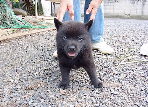 ブリーダー直接販売の甲斐犬の子犬