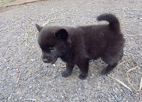 ブリーダー直接販売の甲斐犬の子犬