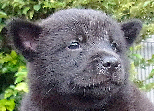 甲斐犬のブリーダー子犬直販専門店 ペットノート 子犬no