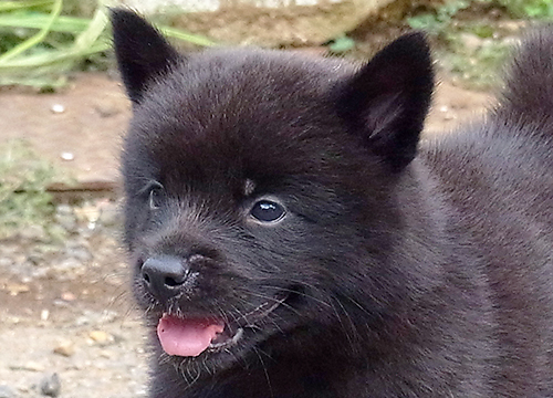 ブリーダー直接販売の甲斐犬の子犬