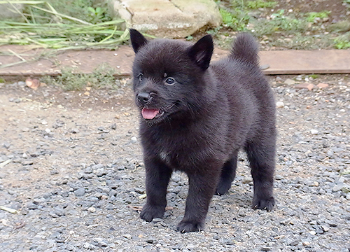 ブリーダー直接販売の甲斐犬の子犬