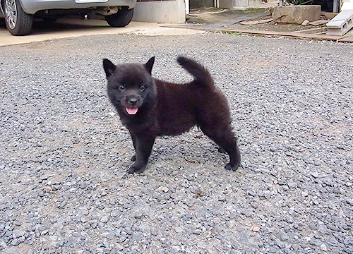 ブリーダー直接販売の甲斐犬の子犬