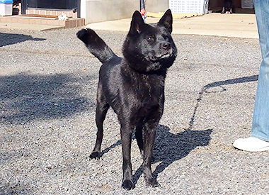 甲斐犬の母親犬