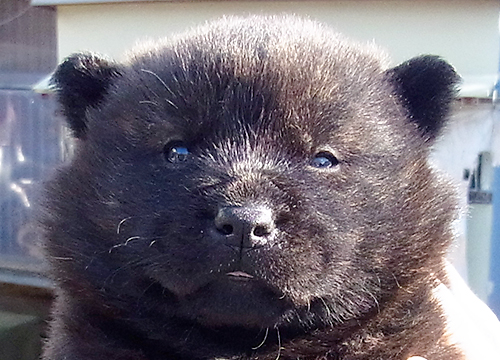 ブリーダー直接販売の甲斐犬の子犬