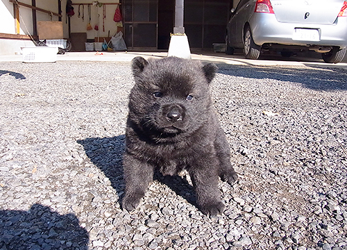 ブリーダー直接販売の甲斐犬の子犬