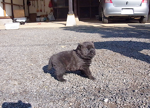 ブリーダー直接販売の甲斐犬の子犬