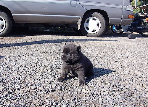 ブリーダー直接販売の甲斐犬の子犬