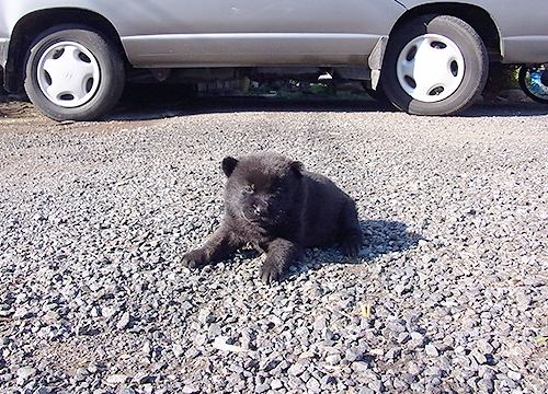 ブリーダー直接販売の甲斐犬の子犬