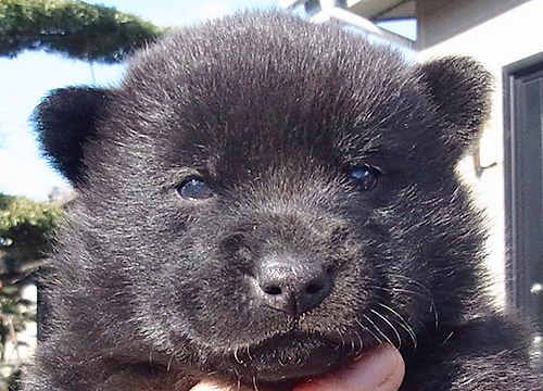 ブリーダー直接販売の甲斐犬の子犬