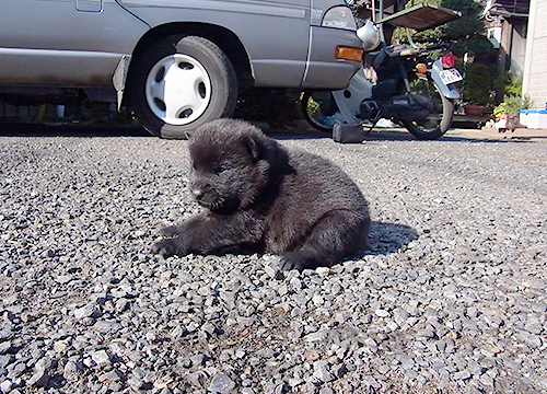 ブリーダー直接販売の甲斐犬の子犬