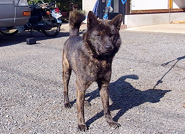 甲斐犬の父親犬