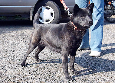 甲斐犬の母親犬