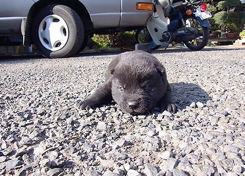 ブリーダー直接販売の甲斐犬の子犬