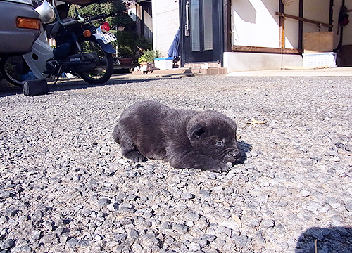 ブリーダー直接販売の甲斐犬の子犬