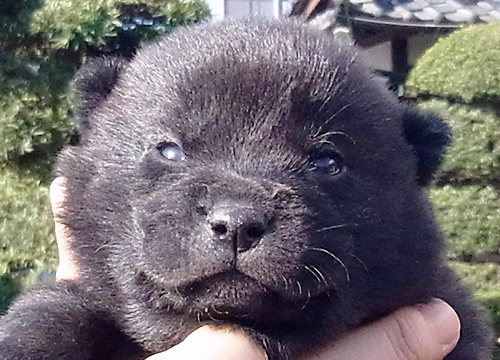 ブリーダー直接販売の甲斐犬の子犬