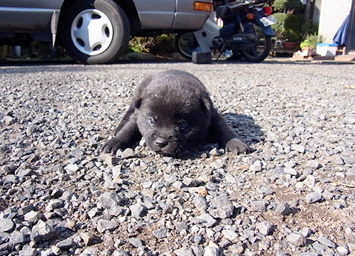 ブリーダー直接販売の甲斐犬の子犬