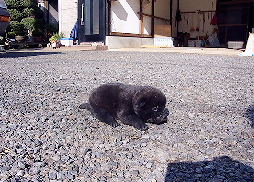 ブリーダー直接販売の甲斐犬の子犬