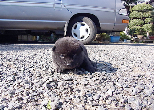 ブリーダー直接販売の甲斐犬の子犬