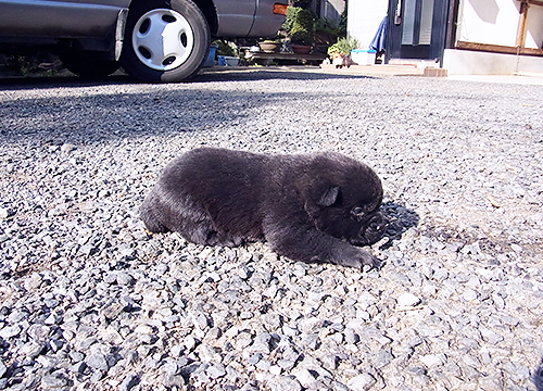 ブリーダー直接販売の甲斐犬の子犬