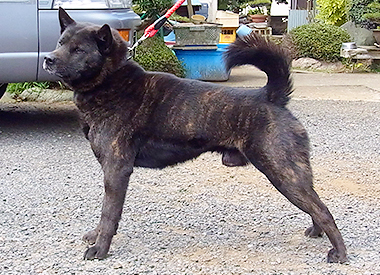 甲斐犬の父親犬