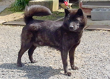 甲斐犬の母親犬