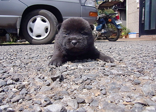 ブリーダー直接販売の甲斐犬の子犬