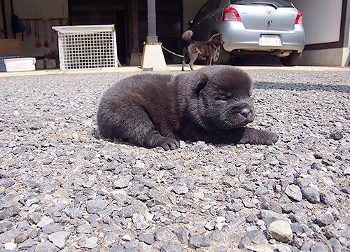 ブリーダー直接販売の甲斐犬の子犬