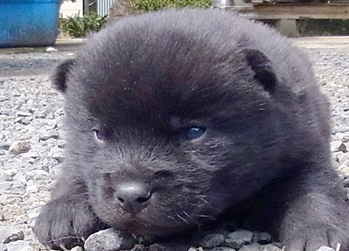 ブリーダー直接販売の甲斐犬の子犬