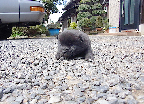 ブリーダー直接販売の甲斐犬の子犬