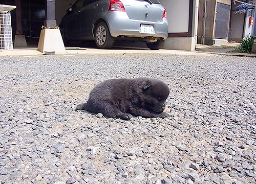 ブリーダー直接販売の甲斐犬の子犬