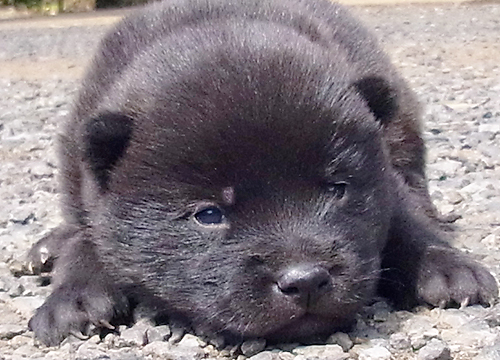 ブリーダー直接販売の甲斐犬の子犬