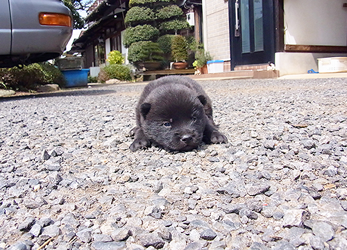 ブリーダー直接販売の甲斐犬の子犬