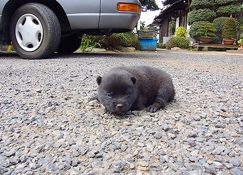 ブリーダー直接販売の甲斐犬の子犬