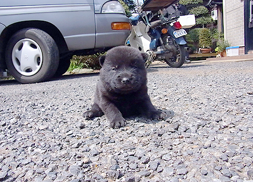 ブリーダー直接販売の甲斐犬の子犬