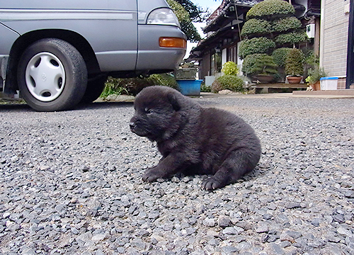 ブリーダー直接販売の甲斐犬の子犬